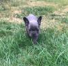 Puppies for sale Greece, Thessaloniki French Bulldog