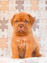 Puppies for sale Belgium, Liege Other breed, DOGUE DE BORDEAUX