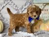 Puppies for sale France, Paris Toy-poodle