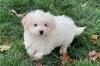 Puppies for sale Belgium, Bruges Maltese