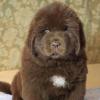 Puppies for sale Germany, Cottbus Newfoundland