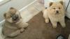 Puppies for sale Germany, Dessau Chow Chow