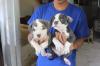 Puppies for sale Czech Republic, Prague American Pit-Bull Terrier