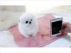 Puppies for sale Spain, Toledo Pomeranian Spitz