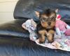 Puppies for sale Hungary, Budapest Yorkshire Terrier