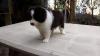 Puppies for sale Sweden, Mutal Border Collie