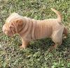 Puppies for sale Germany, Munich Shar Pei
