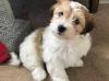 Puppies for sale France, Montpellier Havanese