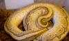 Puppies for sale Romania, Constanta Other breed, Python