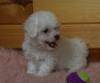 Puppies for sale Belgium, Antwerp Bichon