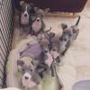 Puppies for sale Netherlands, NEC Italian Greyhound