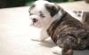 Puppies for sale Germany, Munich English Bulldog