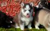 Puppies for sale Canada, Ontario, Ottawa–Gatineau Haski