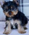 Puppies for sale Tajikistan, Dushanbe Yorkshire Terrier