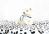 Puppies for sale Sweden, Goteborg Samoyed dog (Samoyed)