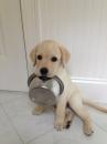 Puppies for sale Belgium, Charleroi Labrador Retriever