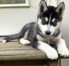 Puppies for sale Belgium, Bruges Haski