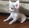 Puppies for sale Belgium, Brussels Chihuahua