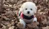 Puppies for sale Sweden, Norcheping Bichon