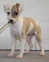 Puppies for sale Netherlands, Leiden Italian Greyhound
