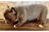 Puppies for sale France, Kann French Bulldog