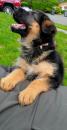 Puppies for sale Cyprus, Nicosia German Shepherd Dog