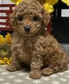 Puppies for sale Germany, Saarbruecken Toy-poodle