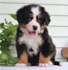 Puppies for sale Belgium, Charleroi Bernese Mountain Dog