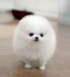 Puppies for sale Poland, Warsaw Pomeranian Spitz
