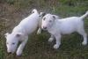 Puppies for sale Germany, Baden-Baden Bull Terrier