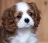 Puppies for sale Czech Republic, Prague King Charles Spaniel