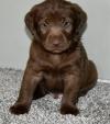 Puppies for sale Greece, Thessaloniki Labrador