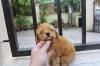 Puppies for sale Romania, Brasov Toy-poodle
