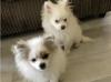 Puppies for sale Belgium, Brussels Pomeranian Spitz