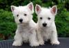 Puppies for sale Cyprus, Paphos West Highland White Terrier