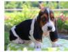 Puppies for sale Spain, Madrid Basset Hound