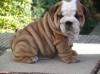 Puppies for sale Finland, Helsinki English Bulldog