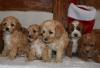Puppies for sale Italy, Perugia , Cavapoo