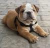 Puppies for sale Poland, Warsaw English Bulldog