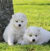 Puppies for sale Denmark, Odense Samoyed dog (Samoyed)