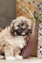 Puppies for sale Lithuania, Vilnius , zuchon