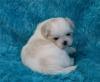 Puppies for sale Greece, Heraklion Shih Tzu