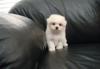 Puppies for sale Cyprus, Nicosia Maltese