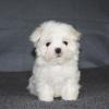 Puppies for sale Belgium, Bruges Maltese