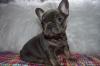 Puppies for sale Germany, Leverkusen French Bulldog