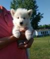 Puppies for sale Moldova, Bender Samoyed dog (Samoyed)