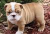 Puppies for sale Czech Republic, Brno English Bulldog