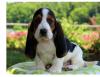 Puppies for sale Czech Republic, Prague Basset Hound
