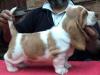 Puppies for sale France, Paris Basset Hound