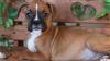 Puppies for sale Spain, Madrid Boxer